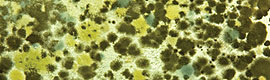 Allergena Mold Mix - Homeopathic Allergy Relief from Mold