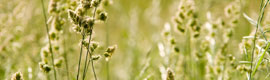 Allergena Zone5 - Homeopathic Allergy Relief from Trees Weeds and Grasses