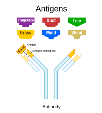 picture of antibody