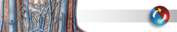 Progena_Circulatory.jpg